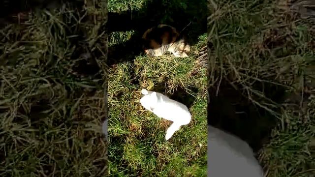 Канал весёлых кисок и ещё продюсер канала Лиза Ангелина Вова всё смотреть онлайн