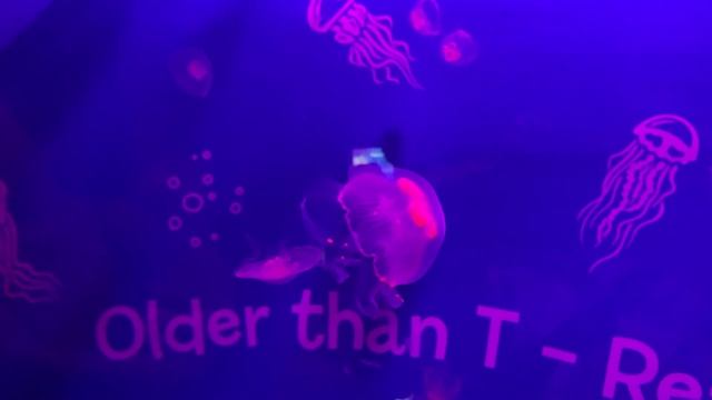 Национальный центр морской жизни National SEA LIFE Centre Birmingham 10 смотреть онлайн