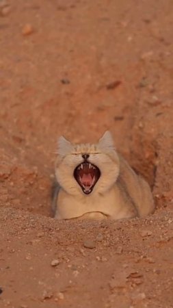 Барханный кот