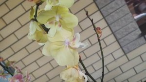 Распаковка! Целая коллекция из биглипов.
