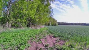 По краям полей в поисках металлолома