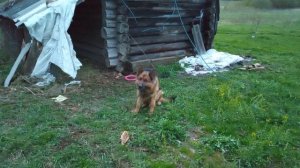 Дом у озера. Собака.