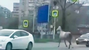 Конь выбил лобовое стекло у автомобиля и сломал себе ногу на трассе в Хабаровске