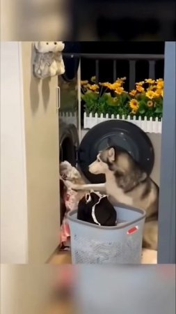 Сборка 4 Смешные собачки помошники по дому