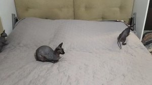 Котята сфинксы с мамой .mp4
