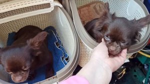 Провожаем 2 сестер в Новый дом 05/05/25  #купитьчихуахуапрлдаю 89215950848