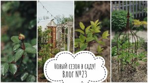 Влог №23. Мой сад весной. Новый сезон. Хризантема, гортензии, слизни, розы. Садовый влог.