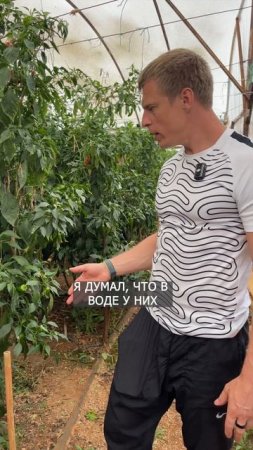 КАК ОРГАНИЗОВАН ПОЛИВ 5000 ПЕРЦЕВ
