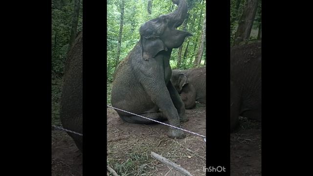 парк слонов смотреть онлайн