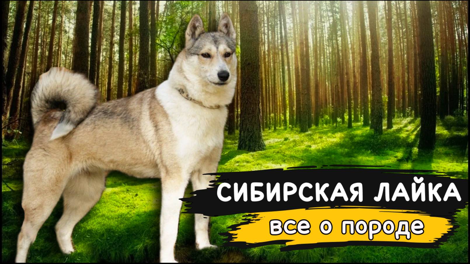 Западно-сибирская лайка - Все о породе собак | Собака породы Западно-сибирская лайка