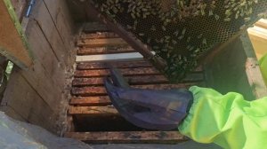 Осмотр пчелосемьи 4.05.25