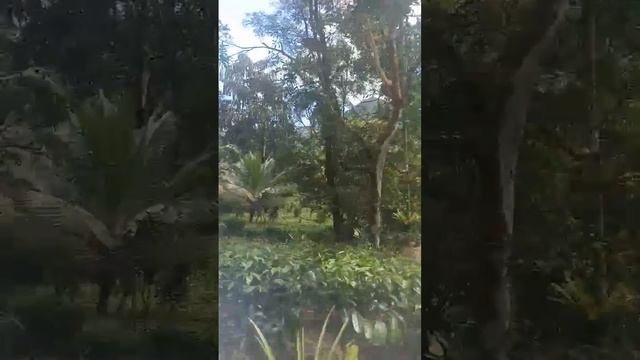 Заповедник Каннелия- это тропический дождевой лес на Шри Ланке.. смотреть онлайн