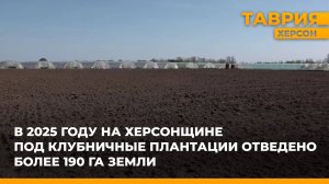 В 2025 году на Херсонщине под клубничные плантации отведено более 190 гектар земли