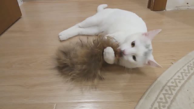 ДОМАШНИЙ КОТ играет не по детски. Что делают КОТЫ когда они дома.