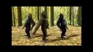 Обезьяны танцуют )