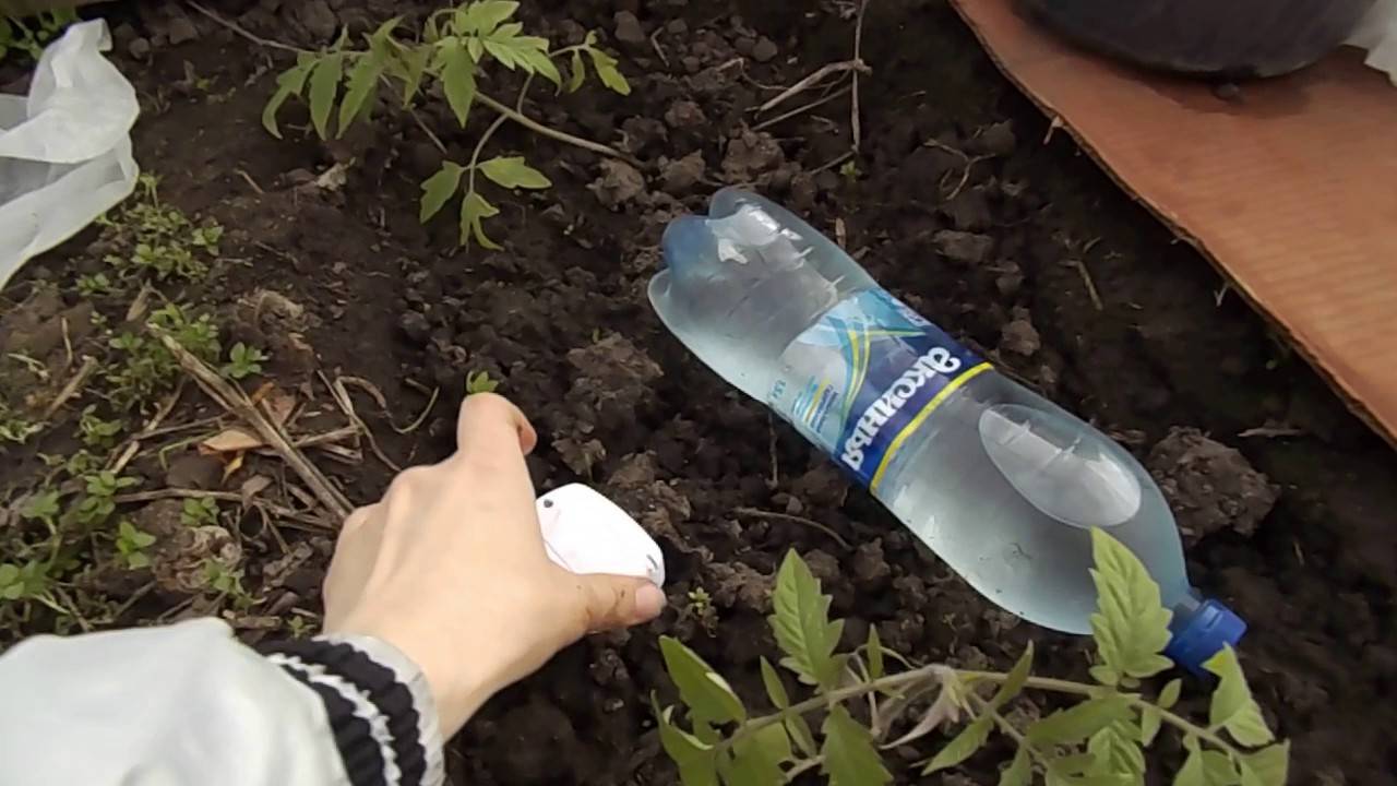 ЭКСТРЕННО! Этот ДЕДОВСКИЙ СПОСОБ СПАСЕТ РАССАДУ даже при -5°С – ПРОВЕРЕНО!