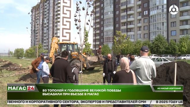 80 тополей к годовщине Великой Победы высадили при въезде в Магас