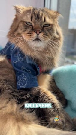Логично же😹 #котики #юмор #милыекотики
