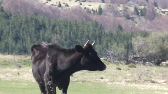 Витоша Железница - Култура на бъдещето  19.MTS