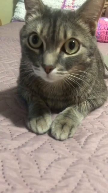 Собственность кота