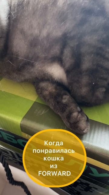 Идеальное преступление #кошкаСигма #юмор #учительматематики #учительфизики #кошка