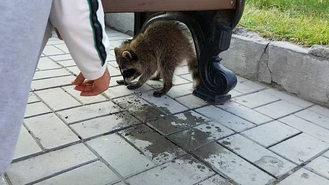 Енот на пл. Ленина 15.07.2018 19:44