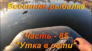 Весенняя рыбалка. Часть - 85. "Утка в сети".