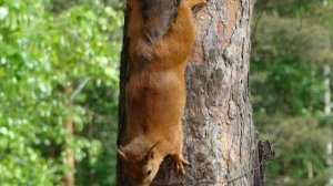 Штраф 50 млрд