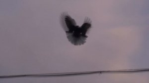 В гостях у Ромки, знаменитого голубевода Донбасса!