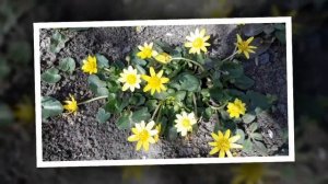 Весенних красок в настроение!