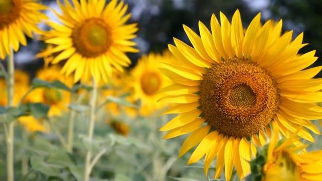 Расслабляющая музыка для сна, Релакс, Спокойная музыка слушать