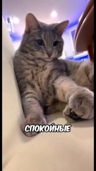 А какого окраса ваша кошка_ 😉 #животные#приколы#смешныевидео#смех#прикол#рекомендации#реки#лайки