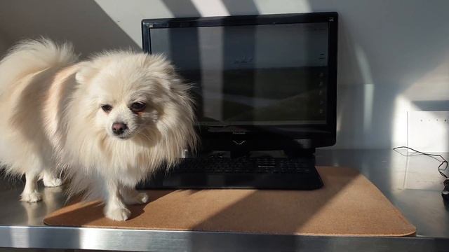 Работа со шпицом ))))) смотреть онлайн