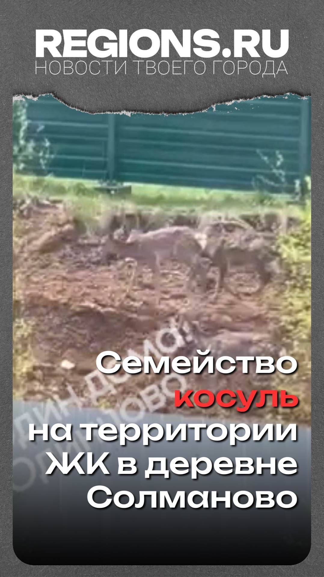 Целое семейство косуль уже второй день приходит на территорию ЖК в деревне Солманово