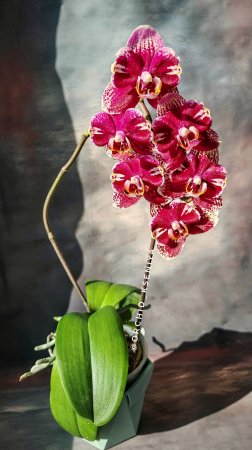 Phal. Dream Diamond 💎 (Голландия) | Домашнее цветение орхидеи бабулетки Дрим Даймонд! 🤩