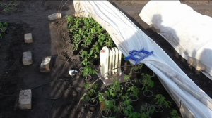 Перевозка рассады на участок