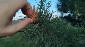 Как из обычной сосны сделать очень красивое пушистое дерево! Правильная формовка сосны
