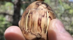 Шкатулка в весеннем лесу на сломанной березке