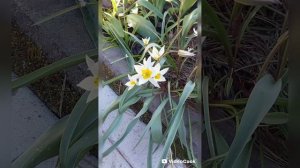 Радуют весной эти цветы🌼🌷🌱🌺