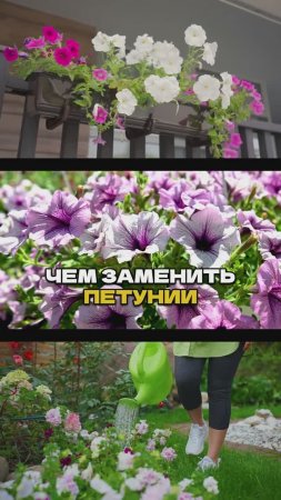 Петунии Больше Не Сажаю - Нашла Лучше!🌸🚫  #цветы #садоводничество #сад