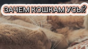 Зачем кошкам усы? Не просто украшение, а суперспособность!