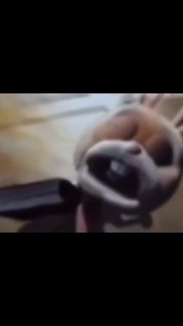 заяц злобно смеётся мем