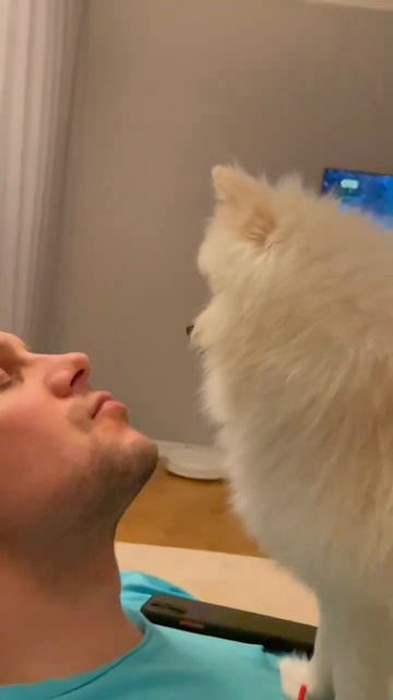 Поцелуешь меня, стану красивым принцем #шпиц #spitz #littlespitz #мияпопова смотреть онлайн