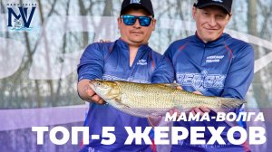 МАМА-ВОЛГА | ТОП-5 ЖЕРЕХОВ ТУРНИРА