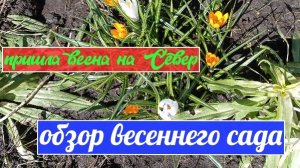 жизнь в Сибири/обзор весеннего сада