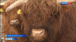 В Республике Коми появились коровы породы хайленд