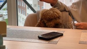 Игривая собака | Sobaka