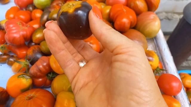 ВЕЛИЧЕЕЗНИЙ домашній кавун🍉ШИКАРНІ персики у сестри🍑Мої дачні роботи🍅#кавун#диня#баштан#сад#город смотреть онлайн