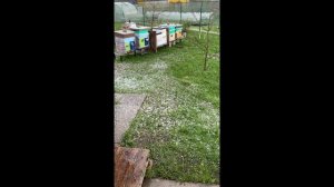 Град с виноград