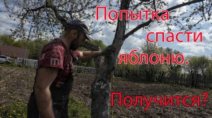 Яблонька живи...